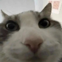 mellowoafmuffincroissant avatar