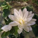 melodi-is-very-sleepy avatar