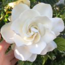 melodysustainin avatar