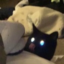 melodytheturtle avatar