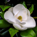 melogranoemagnolia avatar