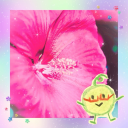 melonpangal avatar