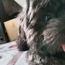 melovesanneeeee avatar