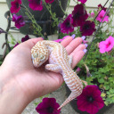melscutereptiles avatar