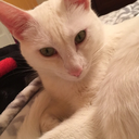 meltedfondant avatar