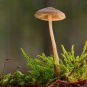 meltingmeltingmel avatar