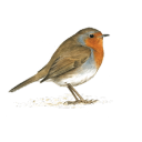 membrane-attack-complex avatar