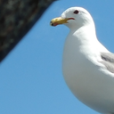 meme-ilicious avatar