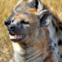 memehyena avatar