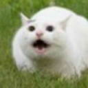 memeinhalingfrog avatar