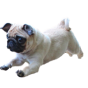 memephilosopher avatar