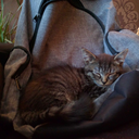 memes-and-kittens avatar