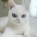 memes-official avatar