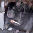 memes4everymood avatar