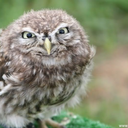 memesfcollection-blog avatar