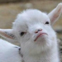 memesformyfriend avatar