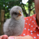 memoiredelavillemtl avatar