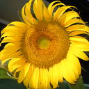 memoirwriting avatar