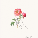 memorias-de-una-rosa avatar