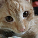 memoriestellstories avatar