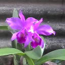 menik19811206 avatar