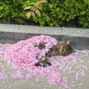 meninageovanna avatar