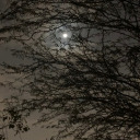 mentalattractionx avatar