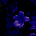 mentallyhazed avatar