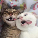 mentalpenguin avatar