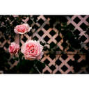 menzilsofisii avatar