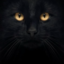 meow-kitt avatar