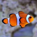 meowfunctioning avatar