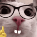 meowgurt avatar