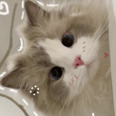 meowingbackatcats avatar