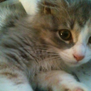 meowitseva-blog avatar