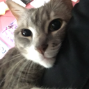 meowlouie avatar