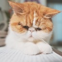 meowmeowfriends avatar