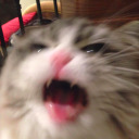 meows-at-your-post-x6 avatar