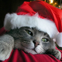 meowycatmas avatar