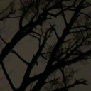 mercifulmarceline avatar