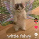 mercurycat0w0 avatar