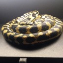 mercutiosnake avatar