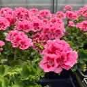 mercytriumphs avatar