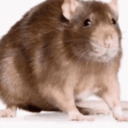 mere-little-guy avatar