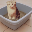 merediths-litterbox avatar