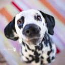 merkillisenpilkullista avatar