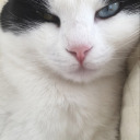 merkurunhalkasi avatar