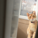 merlininkepcukkulaklari avatar