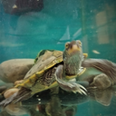 merlyns-musings avatar