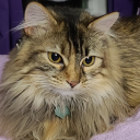 mermaid-at-heart27 avatar